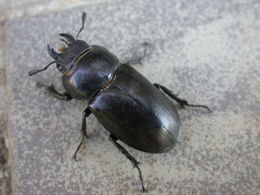 Sarebbe morto...? Lucanus tetraodon